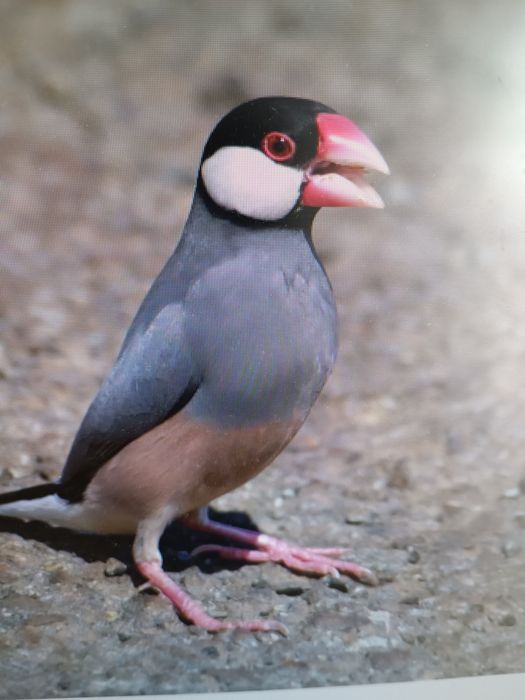 Sprzedam Ryzowce(Padda oryzivora)