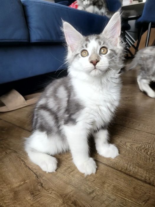 Kotek EROS Bagheera Pl Maine Coon