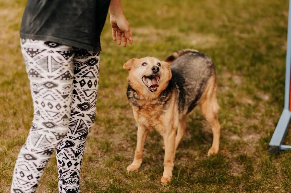 Przesympatyczny seniorek Fifi poleca się do adopcji!!!