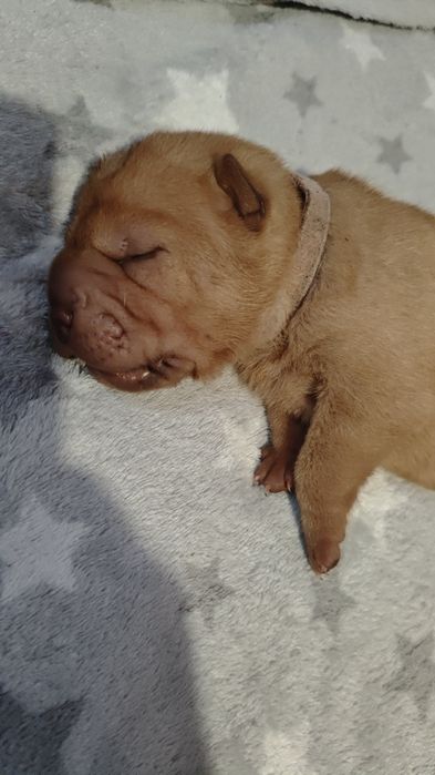 Szczeniak shar pei