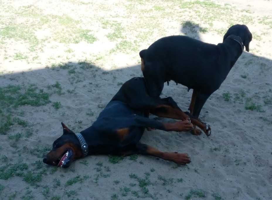 Doberman grubej budowy