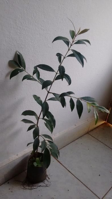 Eugénia Newport e normal de folha larga e fina