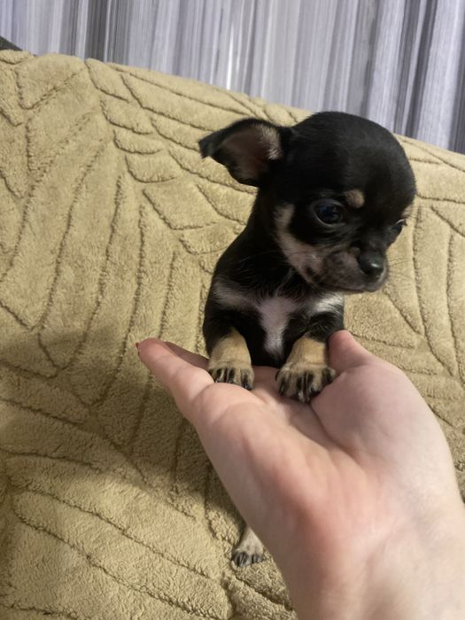 Malutki piek Chihuahua