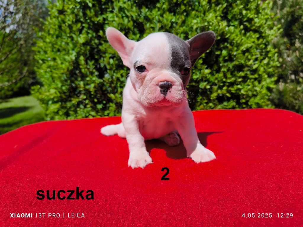 Piękna suczka  Jagoda  buldog francuski  biało-błękitna