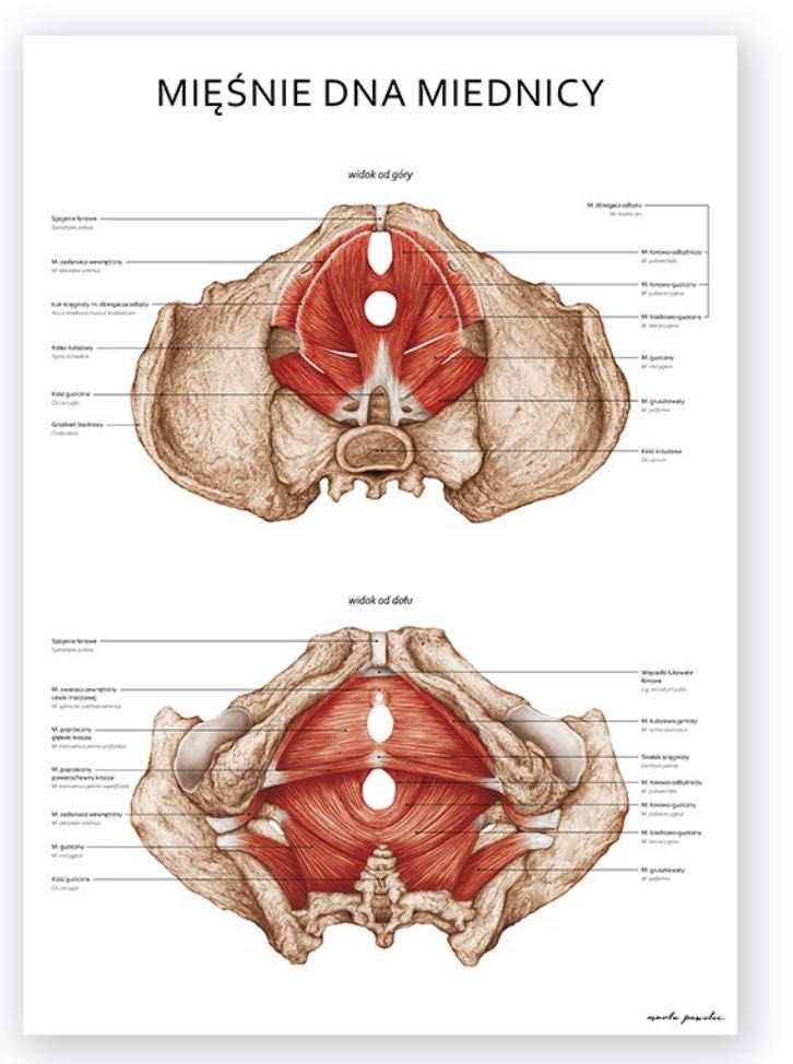 Plakat anatomiczny Marta Pawelec