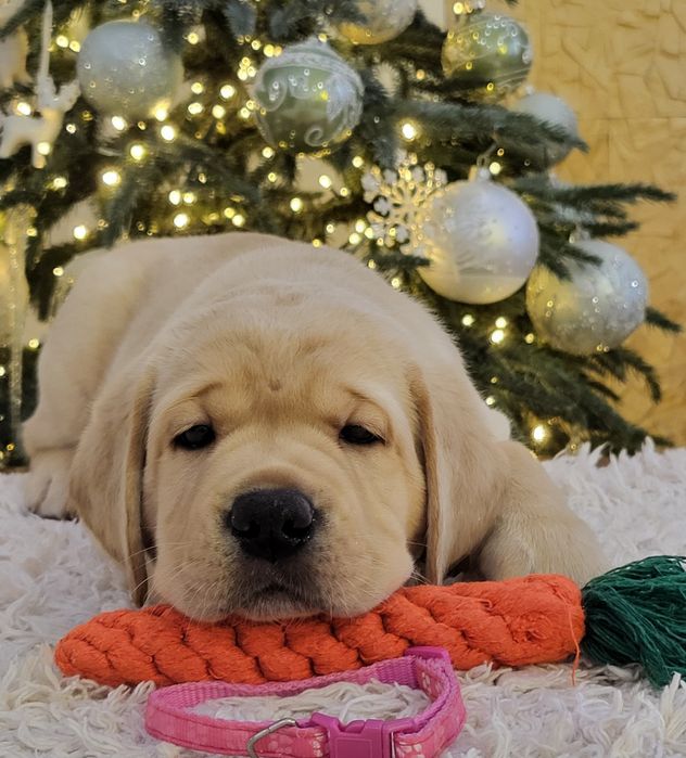 Цуценята лабрадора ретривера!