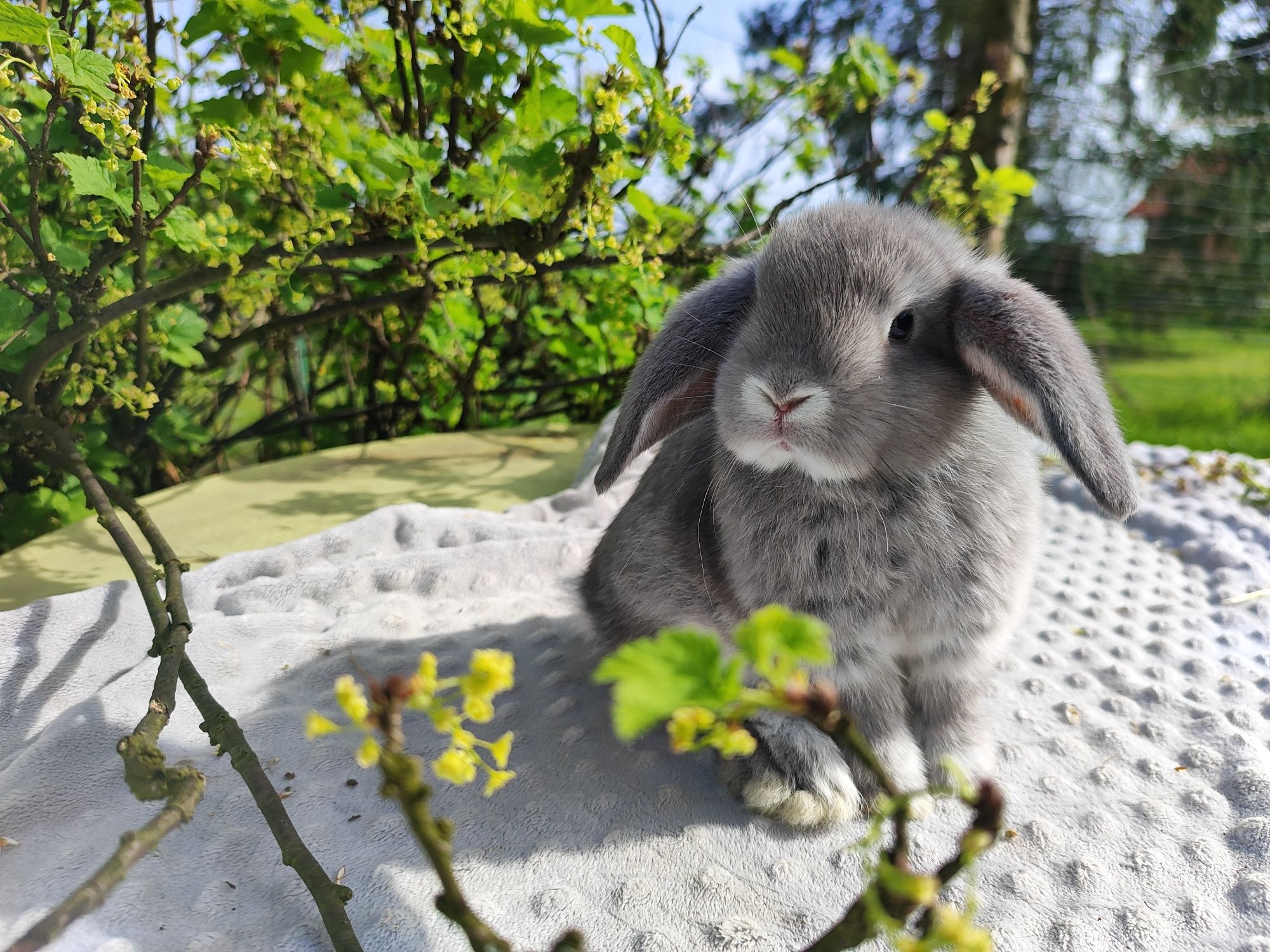 Mini lop rasowy metryka legalna hodowla królik miniaturka baranek