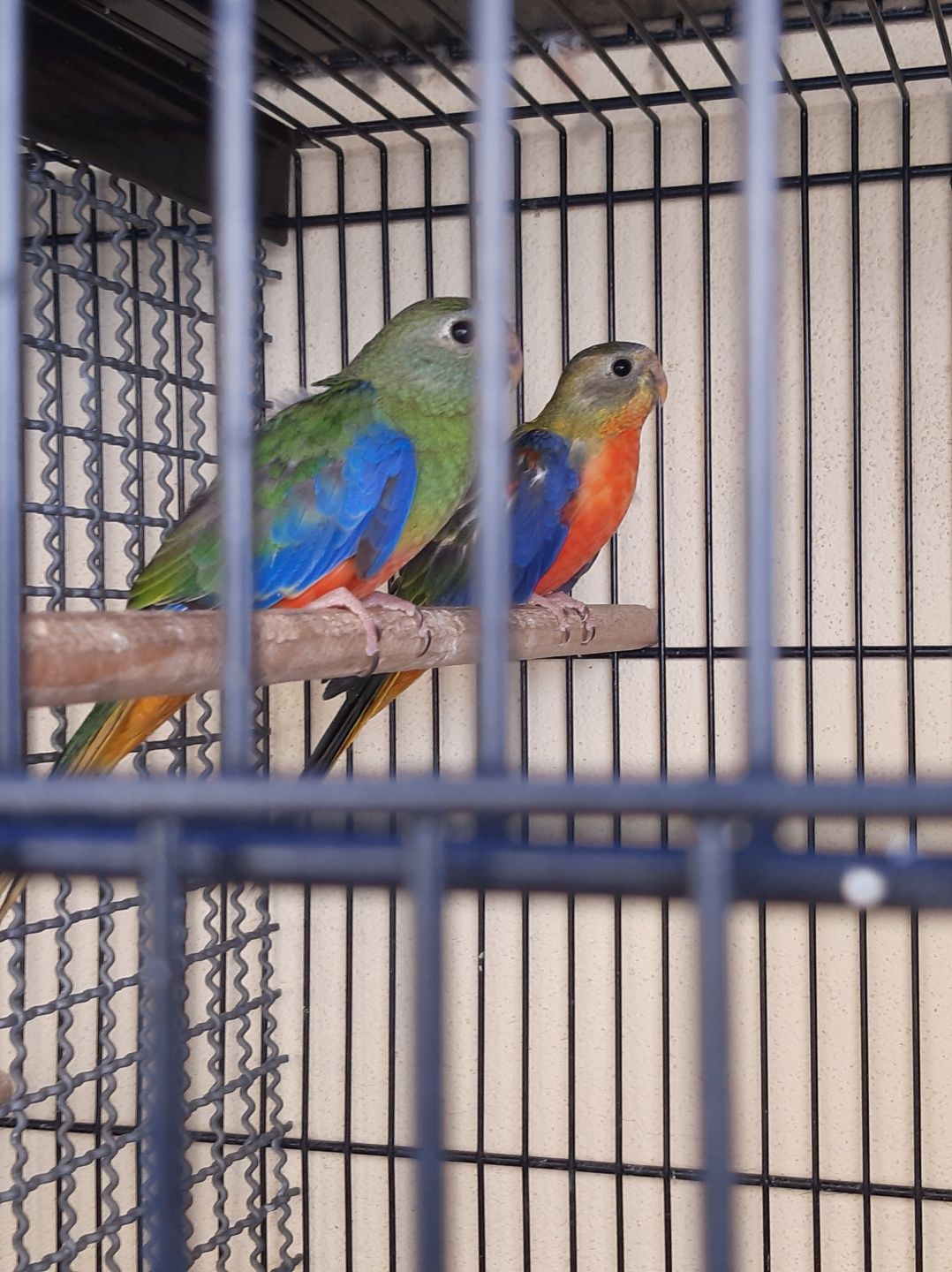 Turquoisine e catarinas
