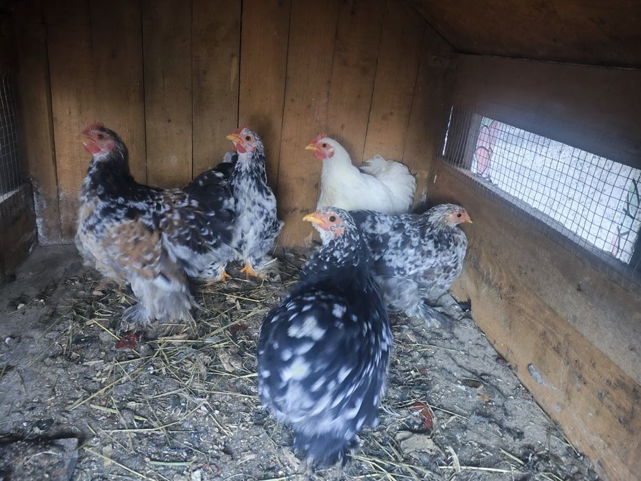 Koguty Kochin karzełek