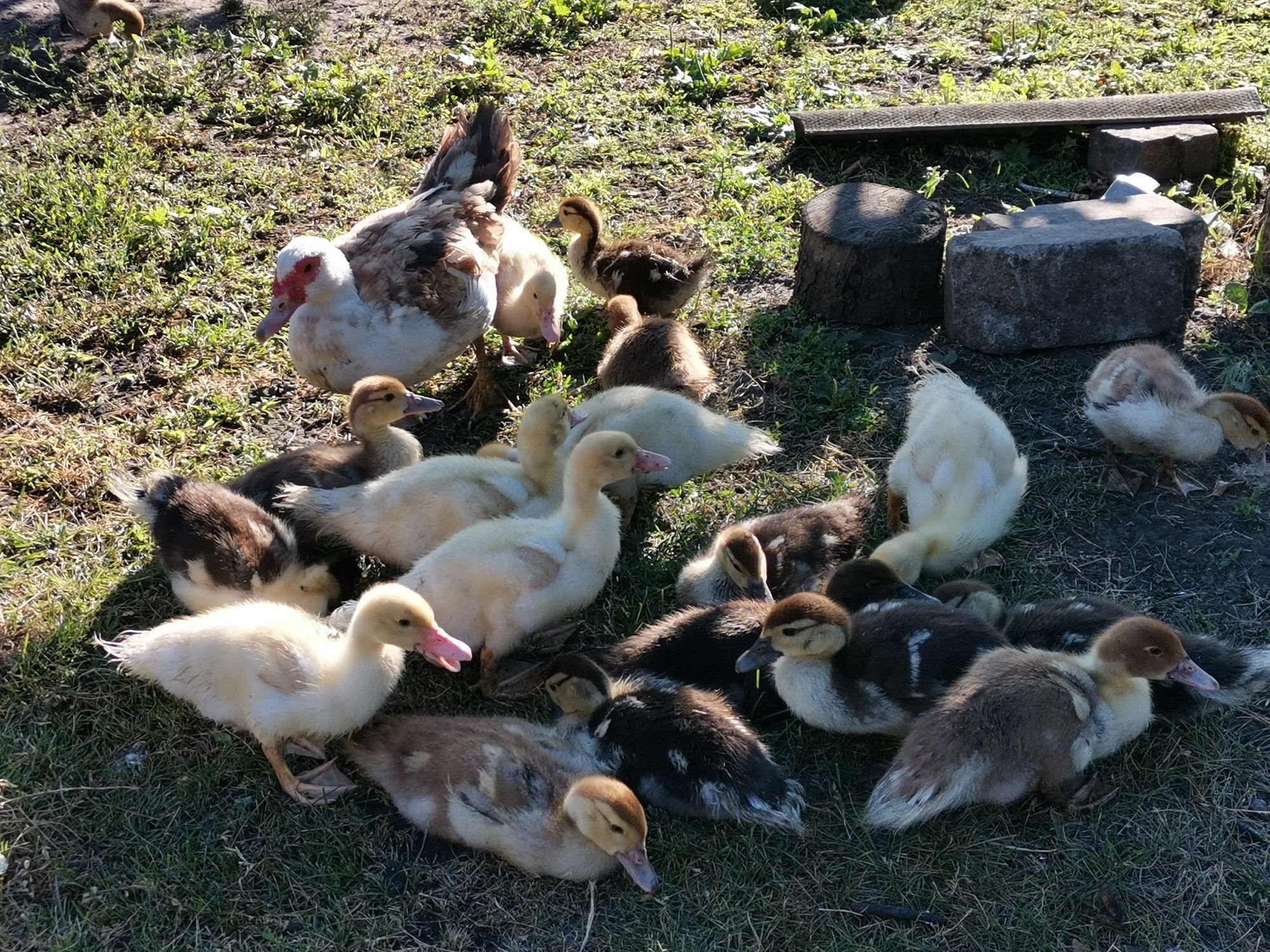 Продам каченят шипуни індокаченят