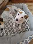 Jack Russell Terrier  Sunia Gotowa do Odbioru