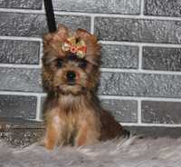 Yorkshire Terrier Ocean Pearl piesek miniaturka mini