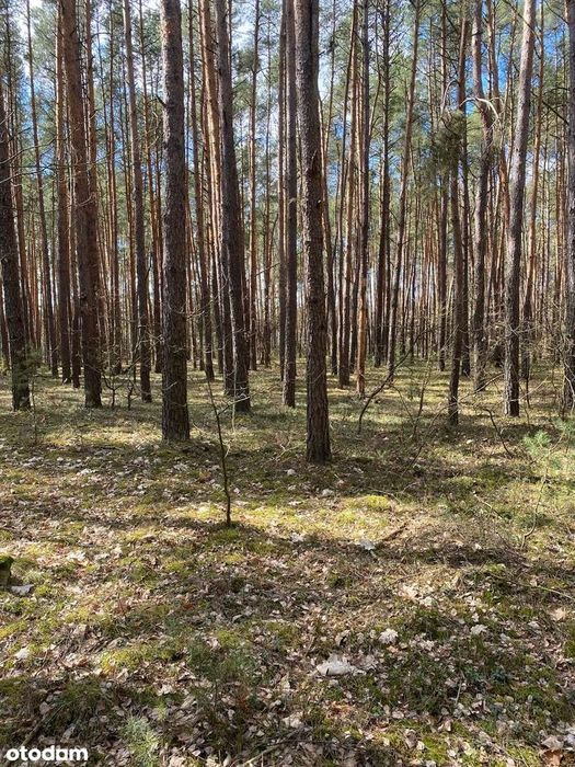 Osiedle Wilga, działka 2552m2, ul. Konwaliowa