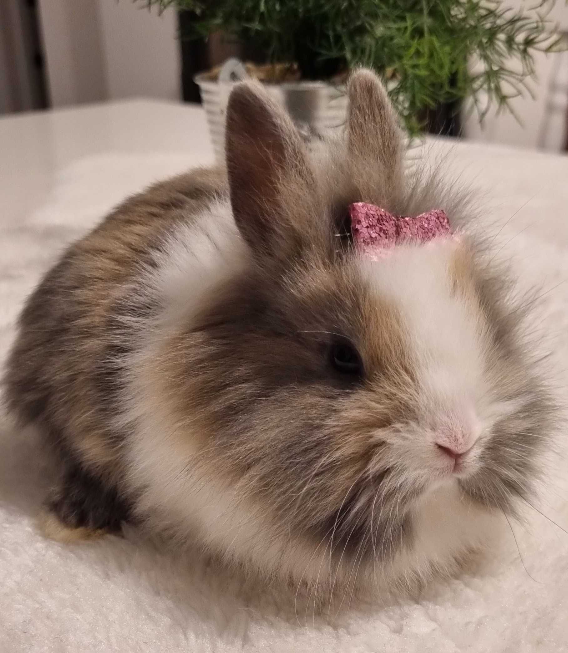Krolik karzełek miniaturka teddy,lewek,baranek i inne