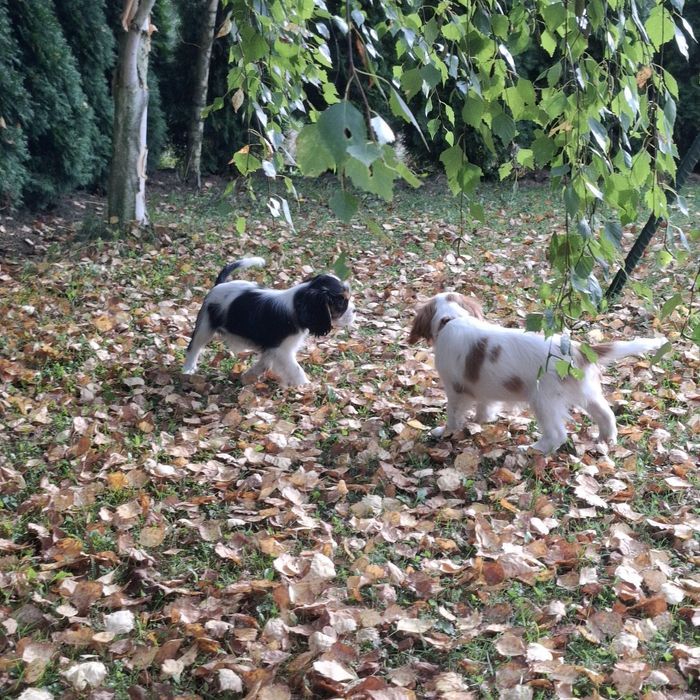 Szczeniak Cavalier King Charles Spaniel FCI Związek Kynologiczny w Pol