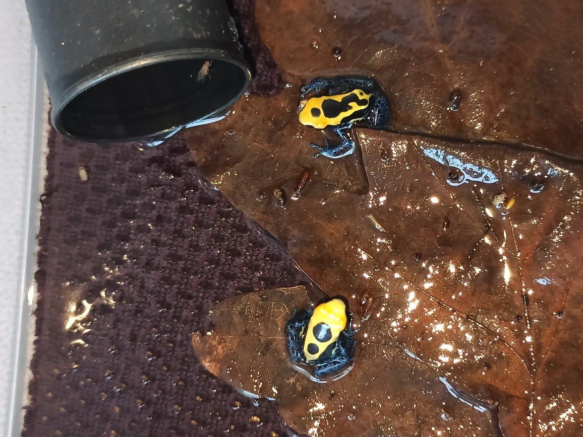 Dendrobates Tinctorius Nominat młode żabki drzewołazy tropikalne