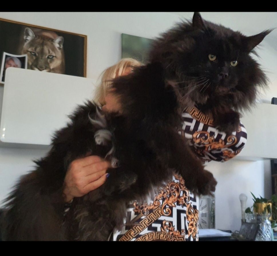 Maine coon  kocur rudy