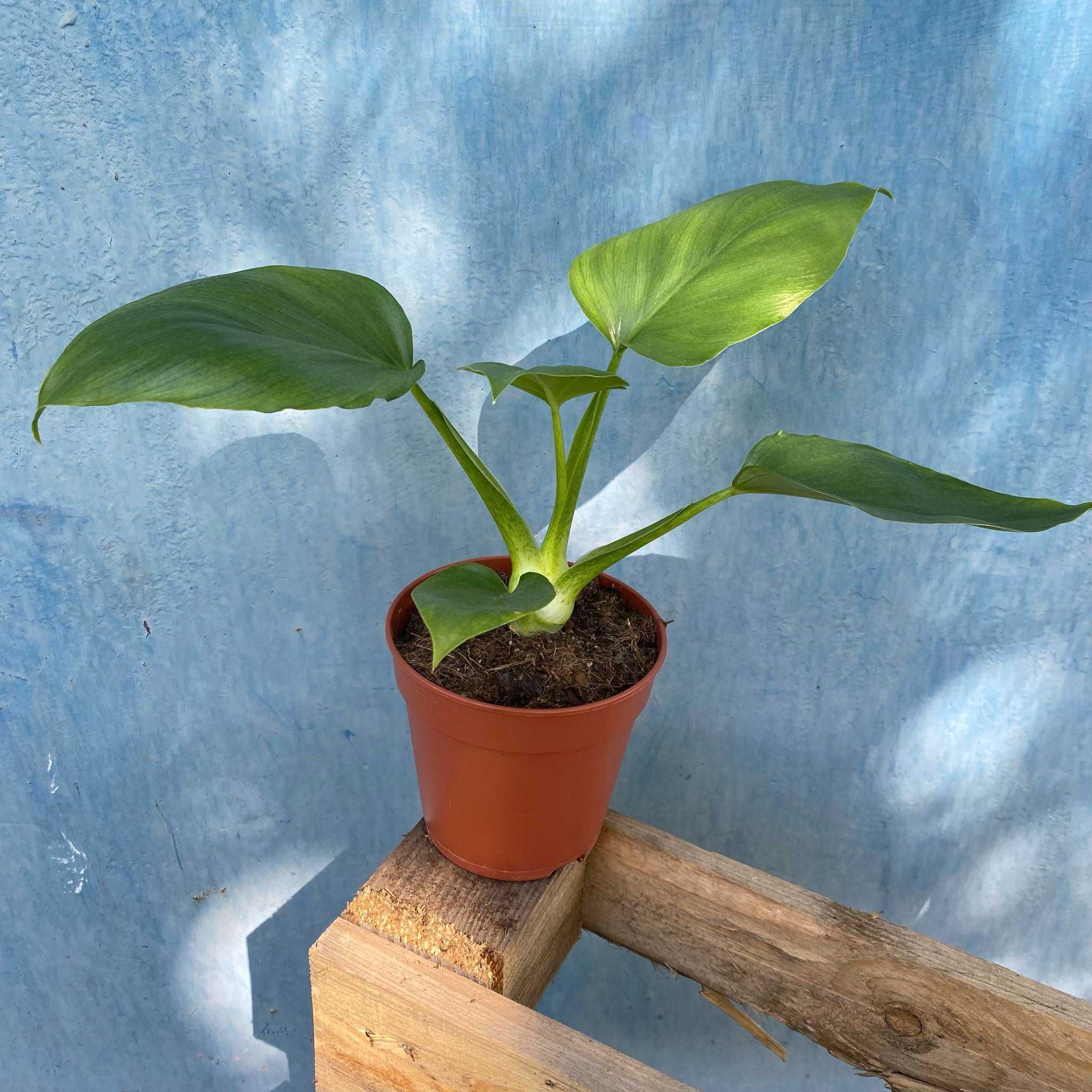 Philodendron  Warsewiczi Filodendron