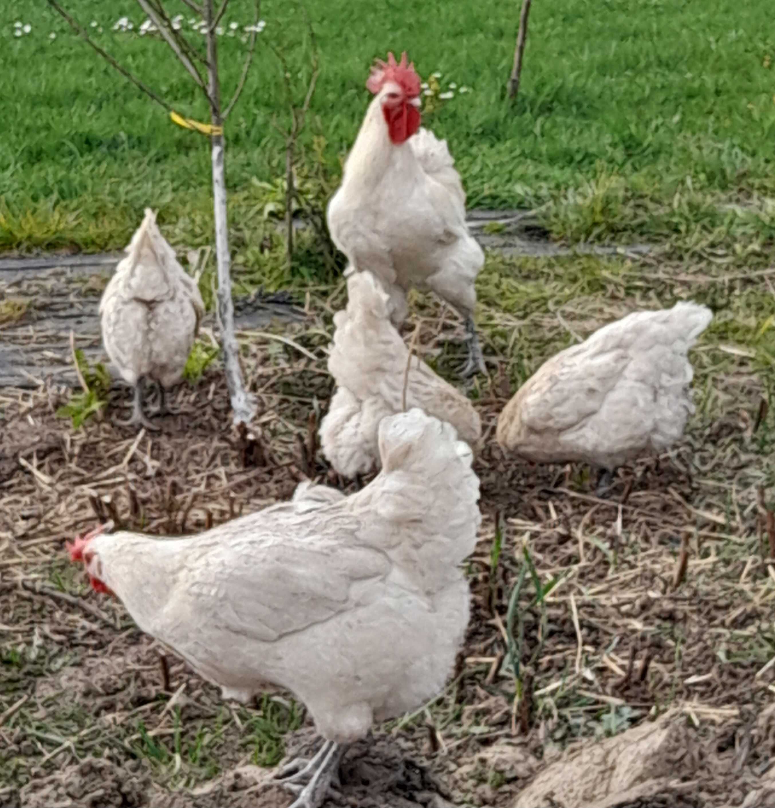 Jaja lęgowe kura galijska de bresse