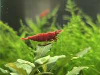 Camarão Neocaridina Red Fire