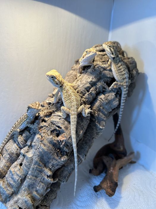 Agama brodata . Młode