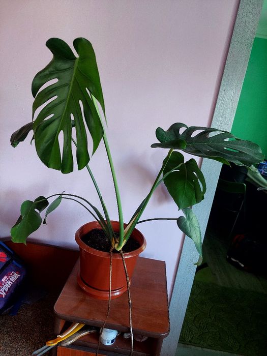 Монстера кімнатна вазон