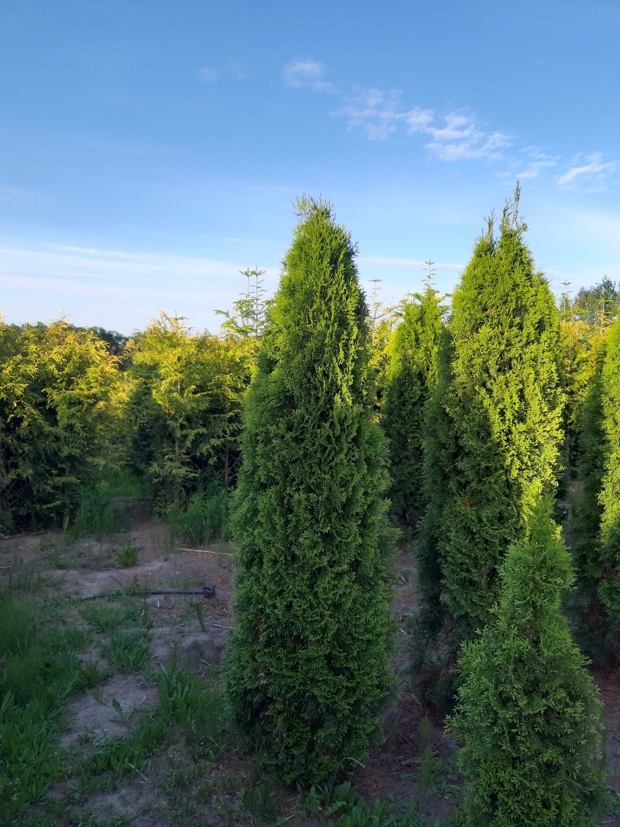 Thuja Smaragd 220-240 cm XXL Duża I Gęsta z gwarancją