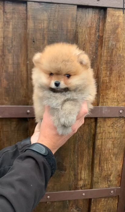 Девочка оранж Померанский Шпиц