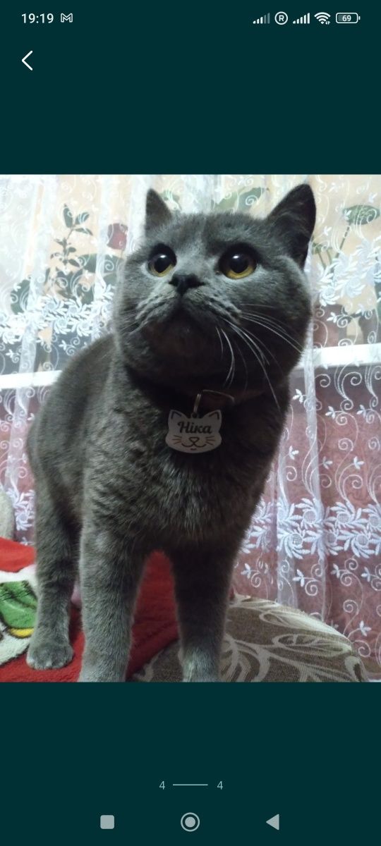 Шотландські кошенята