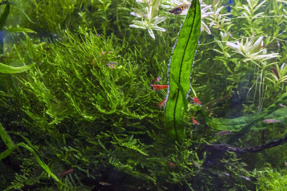 Superzestaw do nano Drobnotka Nadobna x4 krewetki czerwone x8 rośliny