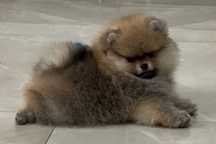 !!!Promka na pomka!!! Maleńka misia pomeranian mini