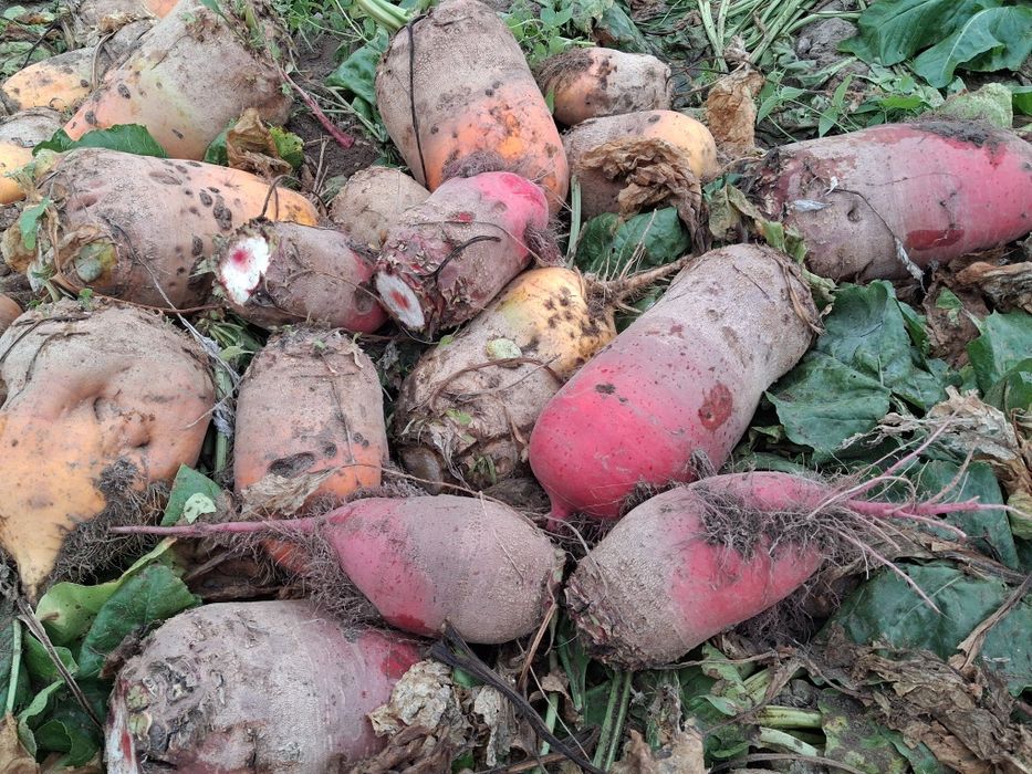 Buraki pastewne żółte i czerwone