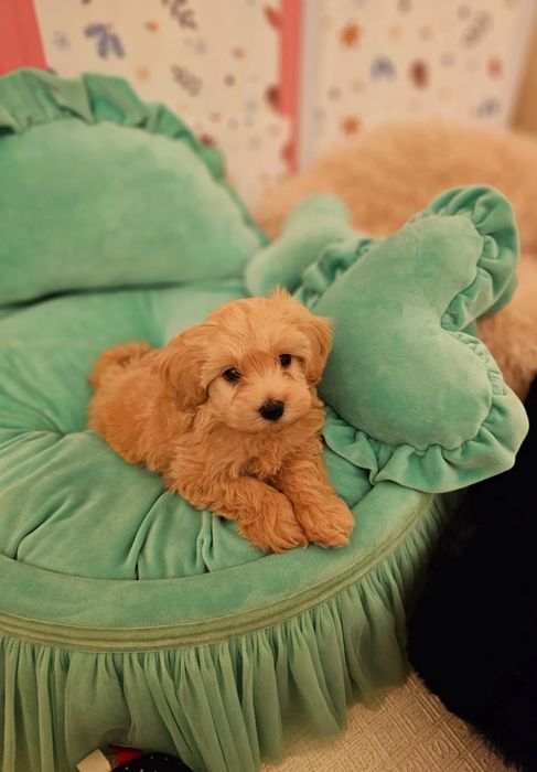 ‼️Exclusive‼️Щенки Мальтипу, maltipoo f1 maltipoo f2
