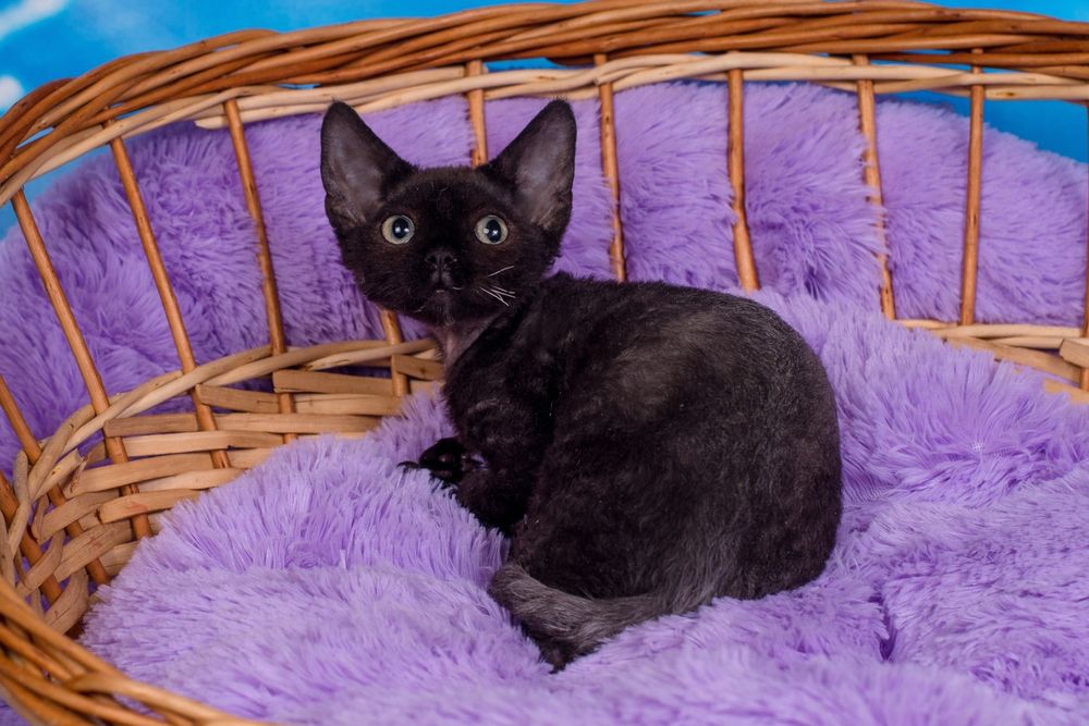 Девон-рекс чорний котик