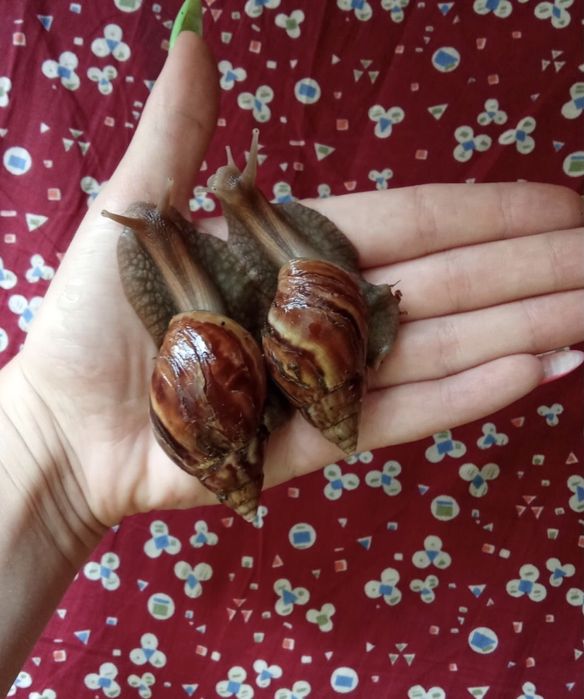 Улитки ахатина фулика