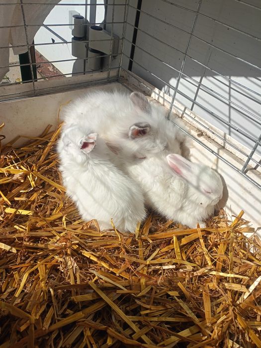 Sprzedam króliczki miniaturki