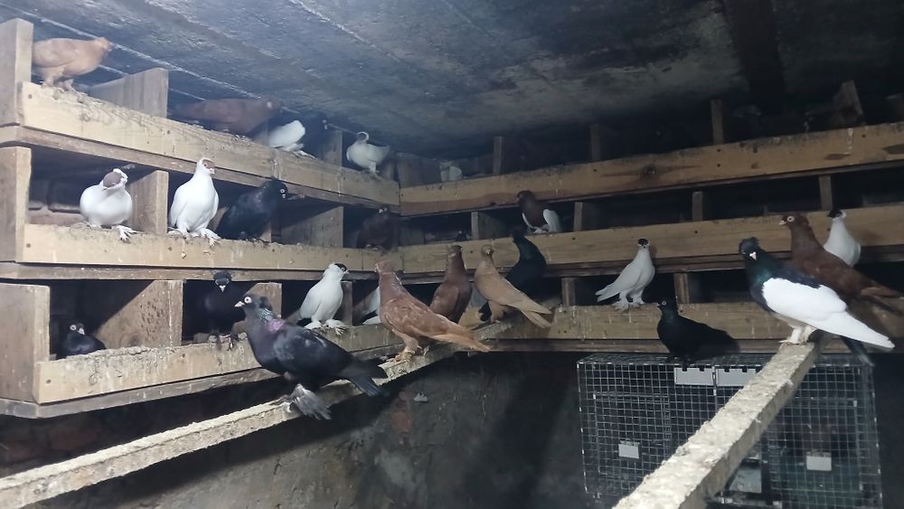 Fajfry,krymki,sroczki