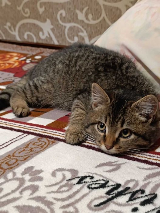 Натуральний полупухнастик окраса під шпроти шукає сім'ю