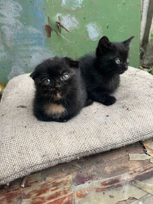 Отдам котенка в добрые руки