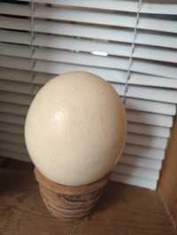 Страус на яйця,(скарлупа )