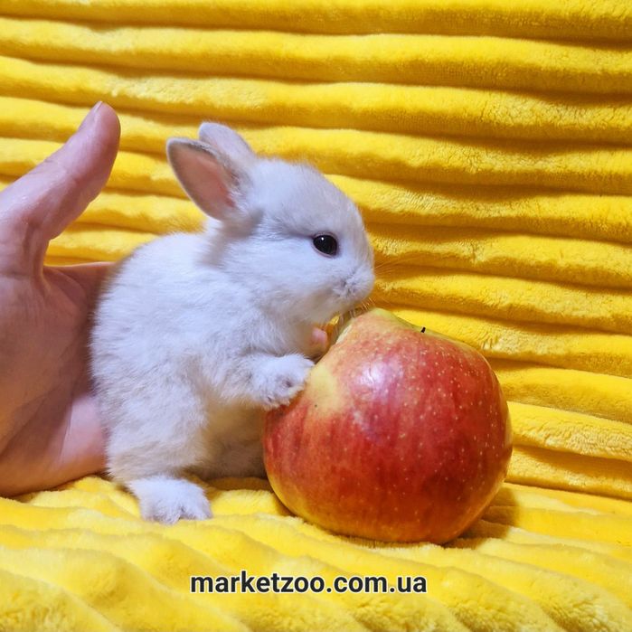 Супер миник в невероятно редком окрасе