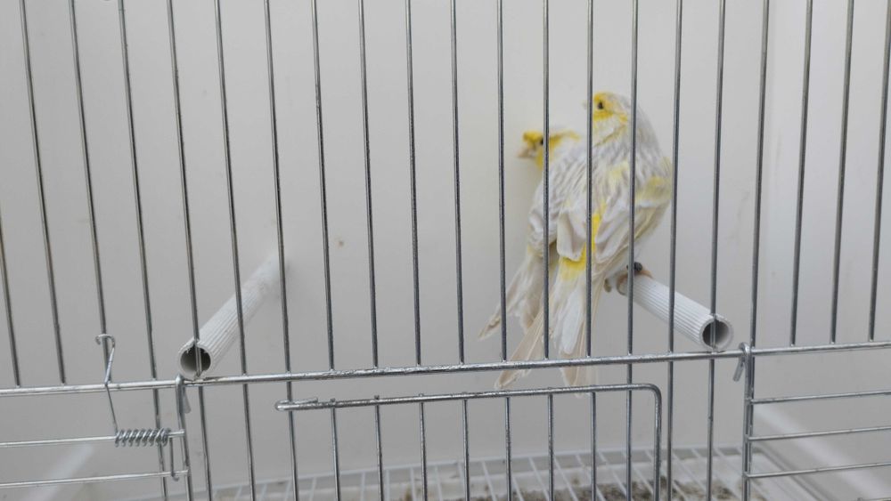 Canários satine amarelo mosaico