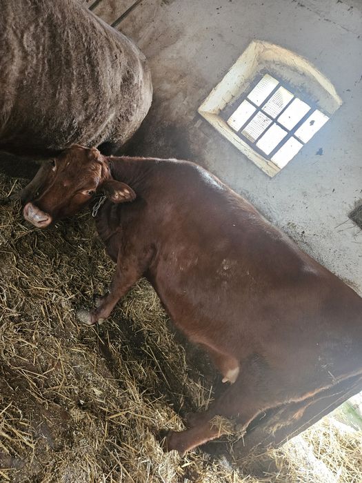 Sprzedam krowę 1 szt