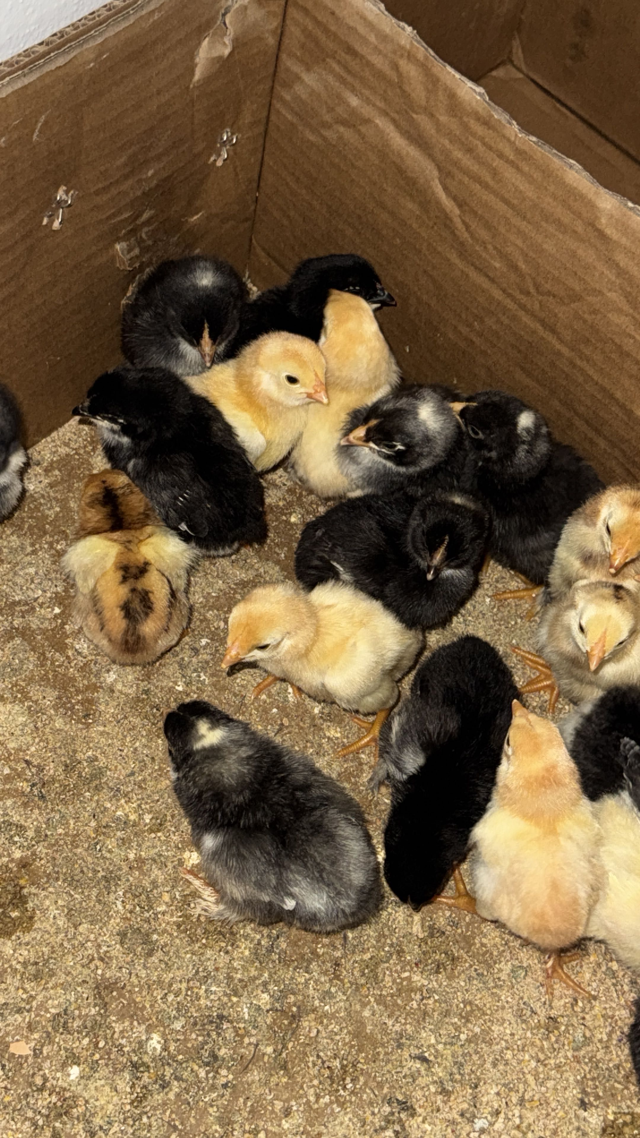 ovos galados de galinhas maline as realmente verdadeiras patas brancas