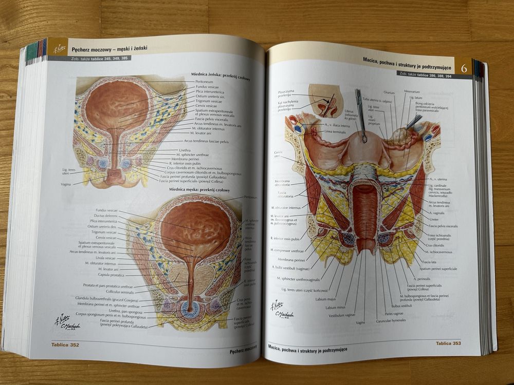 Atlas Anatomii Człowieka, Netter, Łaciński, wyd. 7