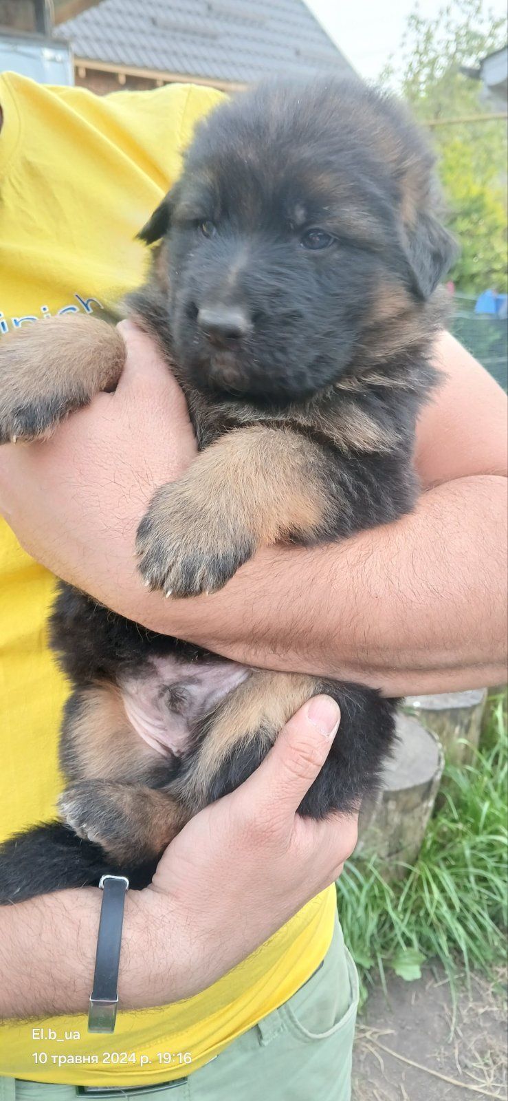 Цуценята німецької вівчарки довгошерсті