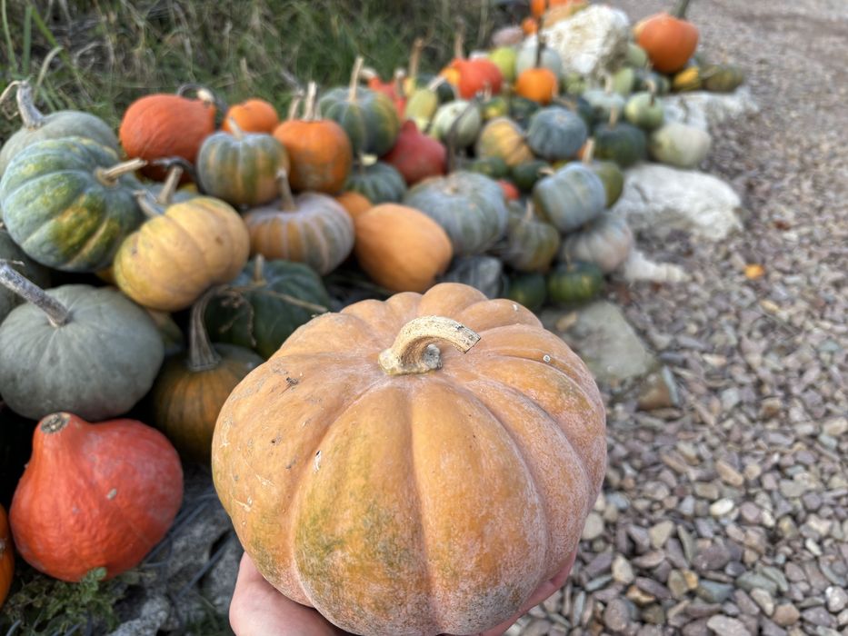 Dynia Muscat jadalna de provence muszkatołowa bio ekologiczna