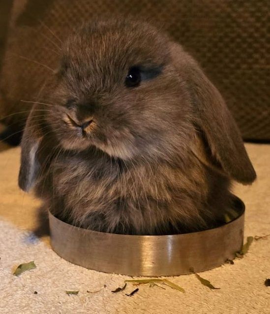 Królik mini lop dziewczynka