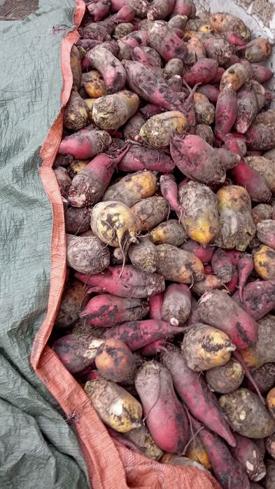 Продам кормовий буряк, можлива доставка