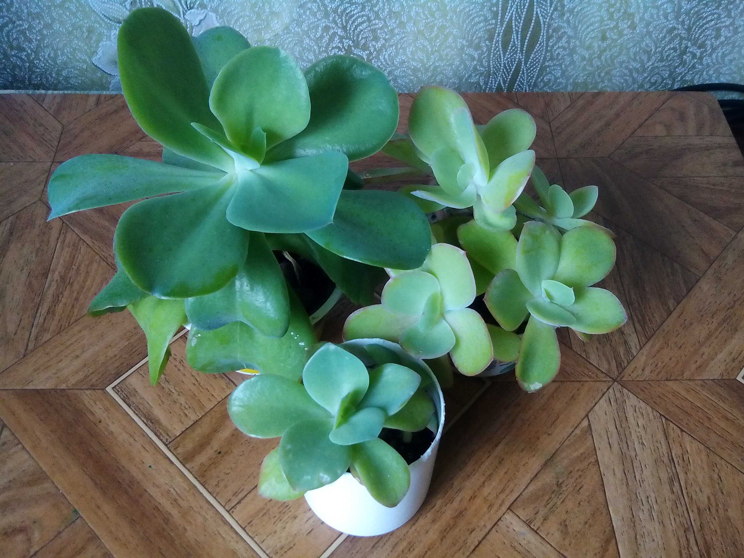 Сукуленти. Echeveria.Еоніуми Декорум,Аізон. Красула Перфората